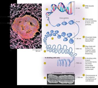 Chromatin and chromosome packaging