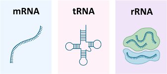 Types of RNA: mRNA, tRNA, rRNA