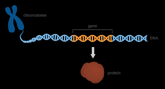 Gene as a segment of DNA coding for protein