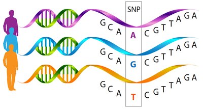 SNPs and genetic variation