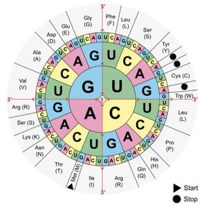 Genetic code wheel showing codons and amino acids