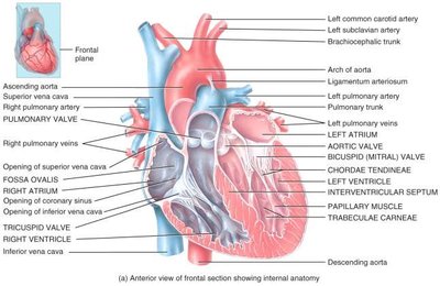 Internal anatomy of the heart showing chambers and valves