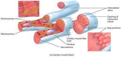 Structure of cardiac muscle fibers