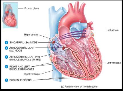 Conduction system of the heart