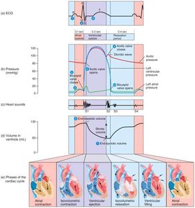 Phases of the cardiac cycle