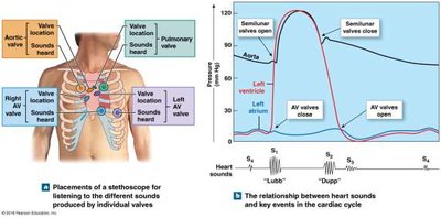 Heart sounds and valve locations