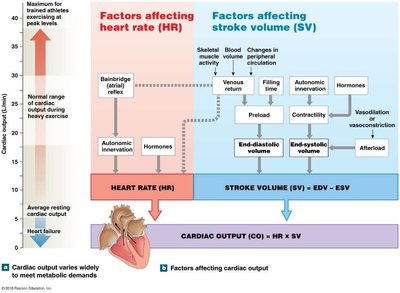 Factors affecting cardiac output, heart rate, and stroke volume