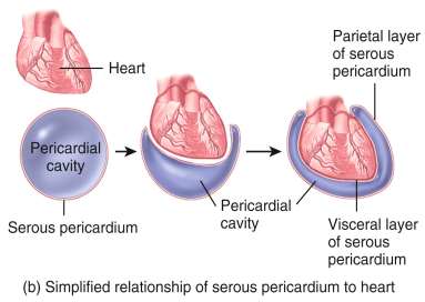 Relationship of serous pericardium to heart