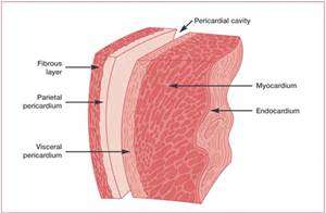 Heart wall layers: epicardium, myocardium, endocardium