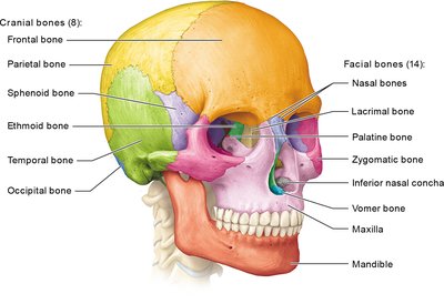 Labeled diagram of cranial and facial bones