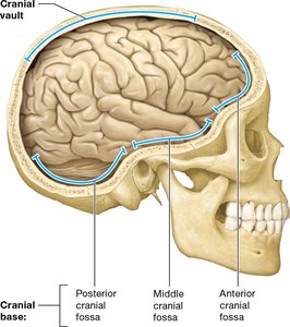 Cranial vault and cranial base with fossae