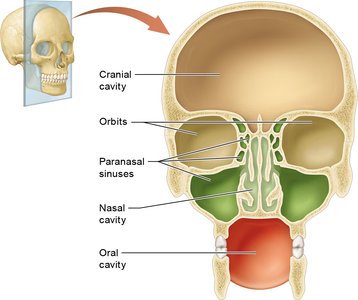 Cavities of the skull: cranial, orbital, nasal, oral, and paranasal sinuses