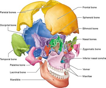 Disarticulated skull showing individual cranial and facial bones
