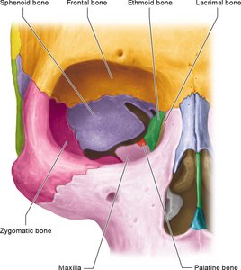 Bones forming the orbit
