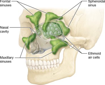 Paranasal sinuses in the skull