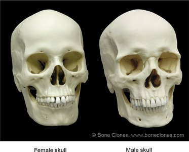 Comparison of female and male skulls