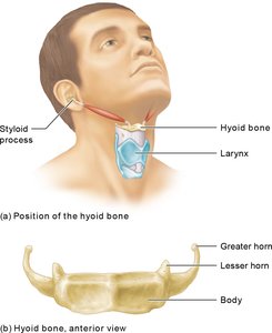 Position and structure of the hyoid bone
