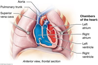 Chambers of the heart