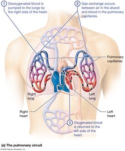 Pulmonary circuit