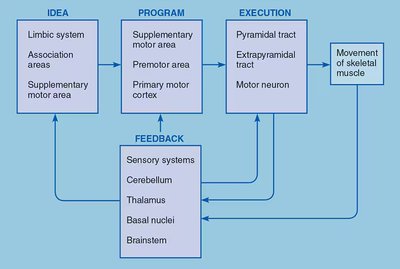 Diagram of the steps in voluntary movement, showing idea, program, execution, and feedback loops