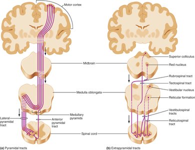 Diagram of pyramidal and extrapyramidal tracts in the brain and spinal cord