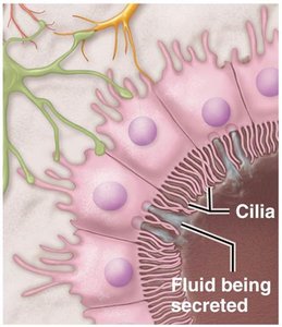 Ependymal cells secreting fluid