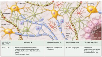 Neuroglial cell types and functions