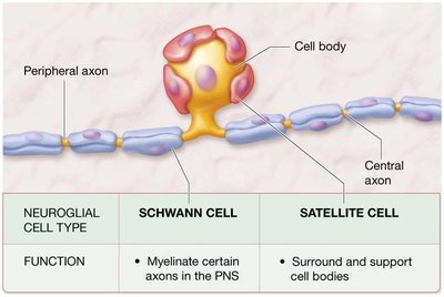 Schwann and satellite cells in PNS
