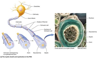 Myelin sheath in PNS and CNS