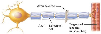 Repair of axon damage in PNS