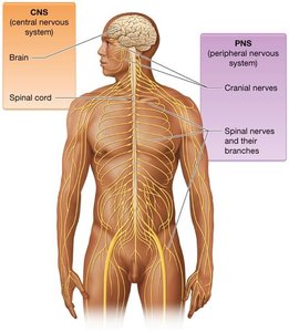 Anatomical divisions of the nervous system: CNS and PNS