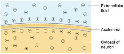 Distribution of ions across neuron membrane
