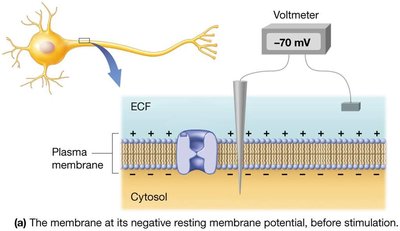 Ion movements and membrane potential