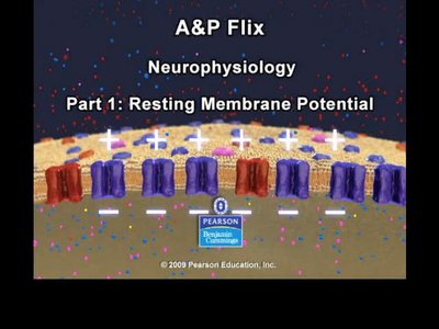 Resting membrane potential animation