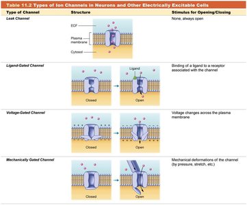 Types of ion channels in neurons