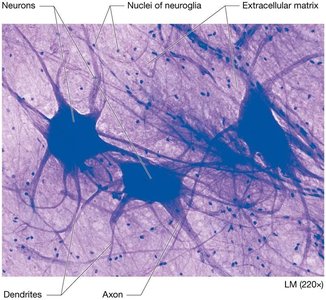 Nervous tissue under microscope