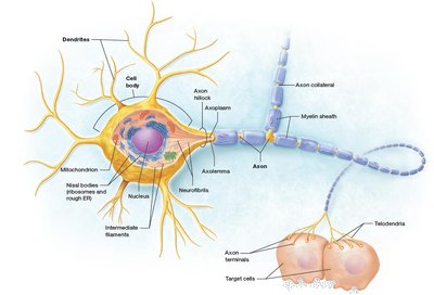 Neuron structure diagram