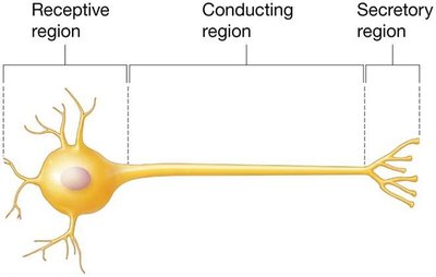 Functional regions of a neuron