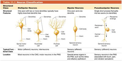 Neuron classification table