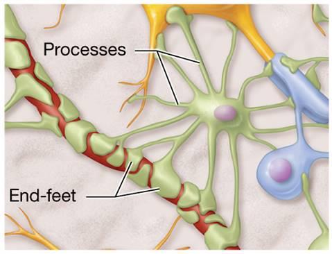 Astrocyte structure