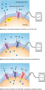 Chloride channels in inhibitory synapses