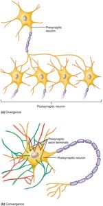 Divergence and convergence in neural circuits