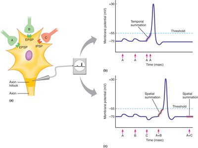 Temporal and spatial summation of postsynaptic potentials
