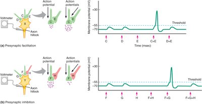 Presynaptic facilitation and inhibition at axoaxonic synapses