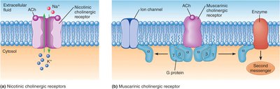 Nicotinic and muscarinic cholinergic receptor mechanisms