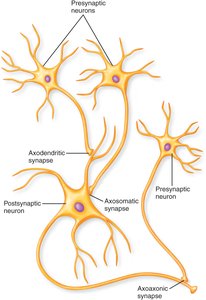 Types of neuron-to-neuron synapses