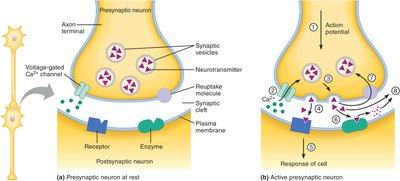 Functional anatomy of a chemical synapse