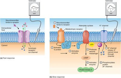 Fast and slow synaptic responses