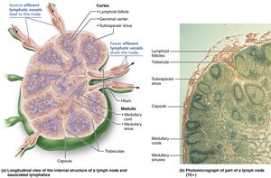 Structure of a lymph node
