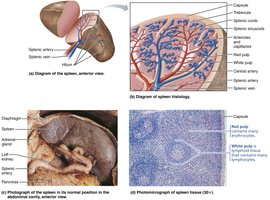 Spleen histology and structure